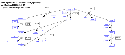 Pyrimidine ribonucleotide salvage pathways