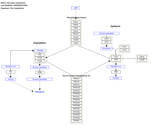 Glycogen metabolism