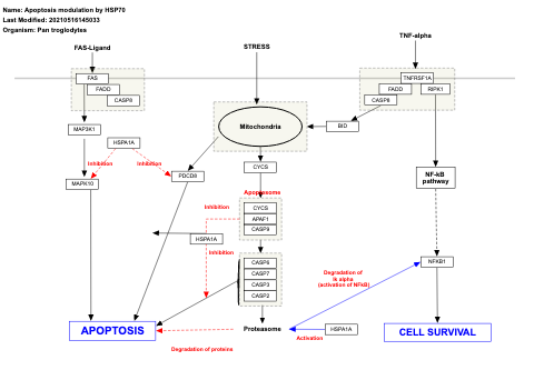 Apoptosis modulation by HSP70