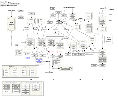 Cell cycle