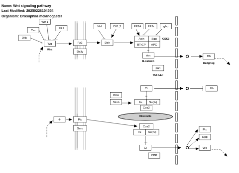 Wnt signaling pathway