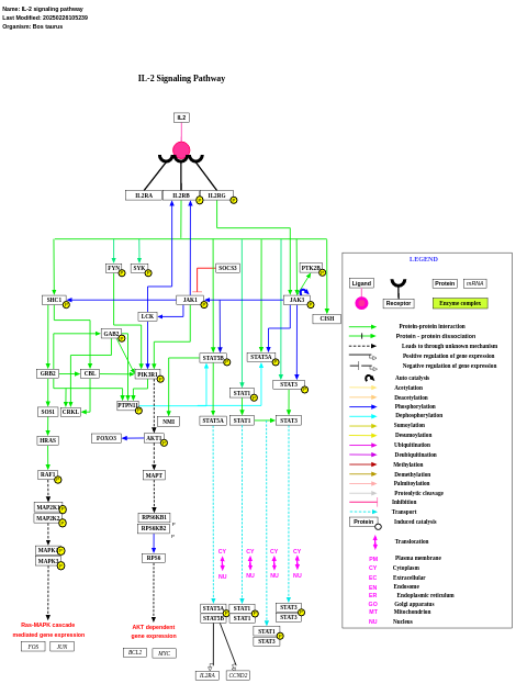 IL-2 signaling pathway