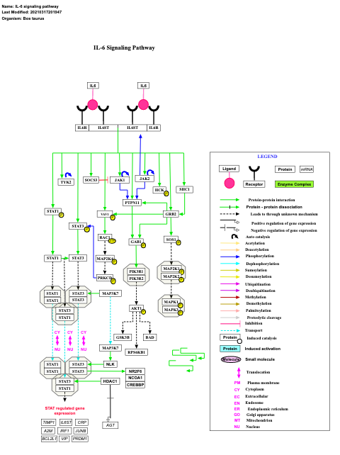 IL-6 signaling pathway