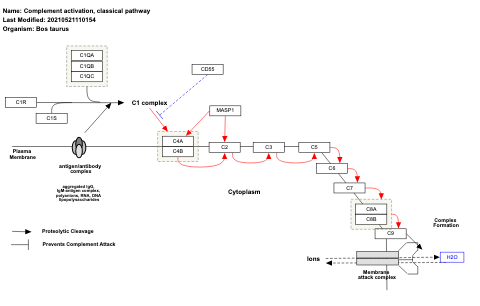 Complement activation, classical pathway