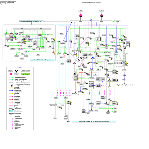 EGF/EGFR signaling pathway