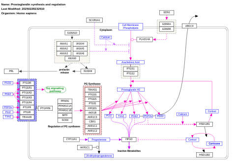 Prostaglandin synthesis and regulation