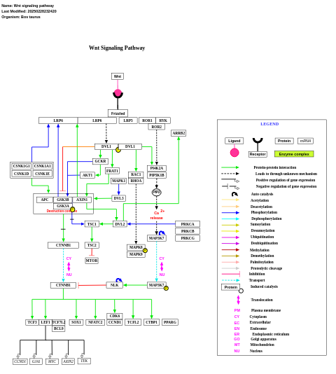 Wnt signaling pathway