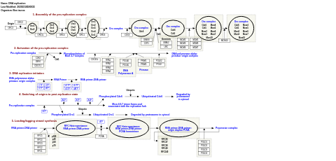 DNA replication