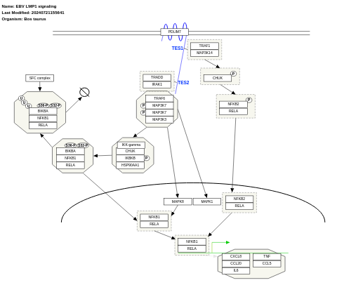 EBV LMP1 signaling