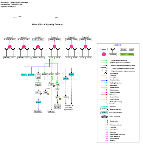 Alpha 6 beta 4 signaling pathway