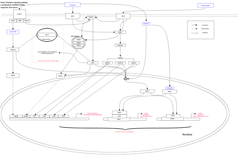 Estrogen signaling pathway