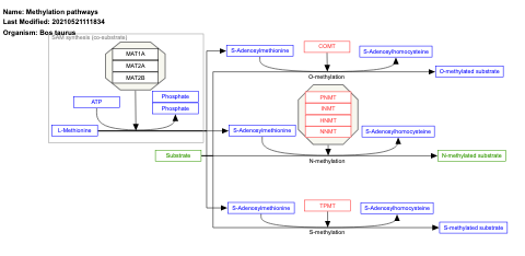 Methylation pathways