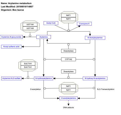 Arylamine metabolism