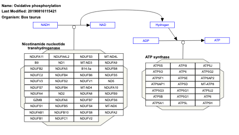 Oxidative phosphorylation