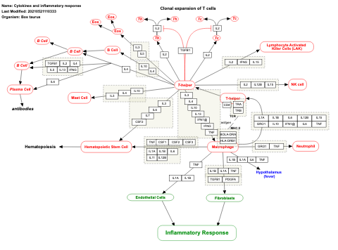 Cytokines and inflammatory response