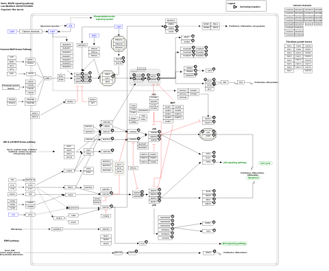 MAPK signaling pathway