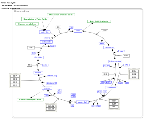 TCA cycle