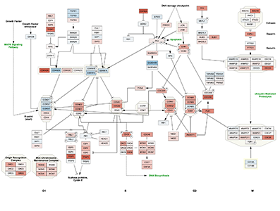 Cytoscape